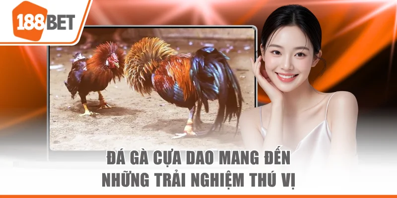 Đá gà cựa dao mang đến những trải nghiệm thú vị