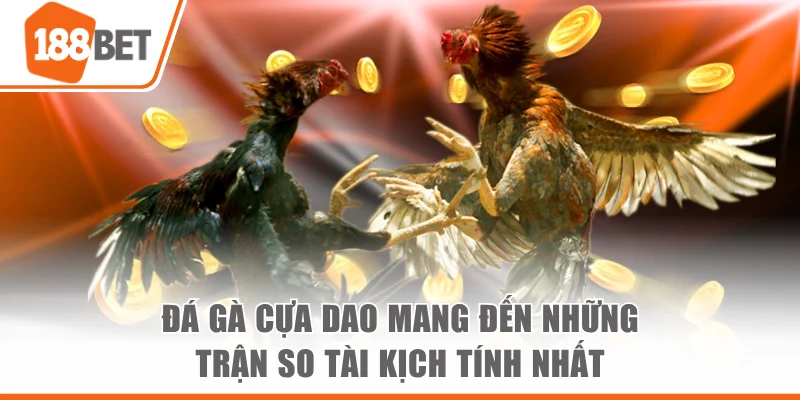 đá gà cựa dao