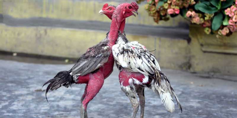 gà đá đòn độc
