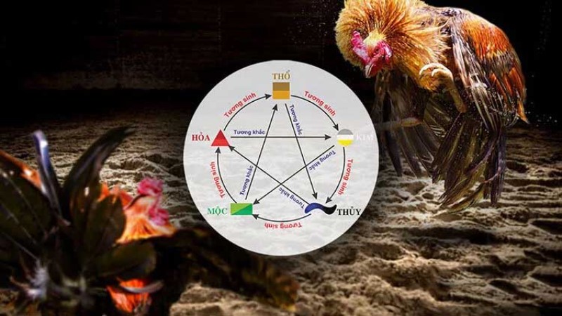 Màu mạng đá gà được nhiều cao thủ áp dụng thành công