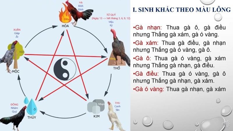 Gà mệnh gì tuân thủ theo quy luật phong thủy khá nhiều