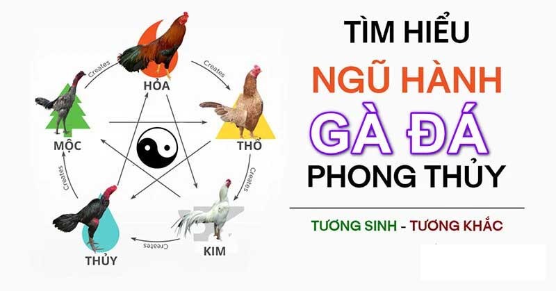 Người chơi căn cứ đối thủ nên chọn màu gà chiến